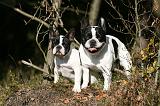 BOULEDOGUE FRANCAIS 1247